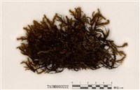 藏品(小蔓苔屬)的圖片